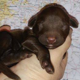 Bearded Retriever Puppies from Georgia Doodle Dogs