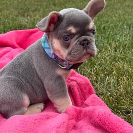 Tork - Tricolors male French Bulldog puppy in Sterling Heights, Michigan from Freshwater Frenchies
