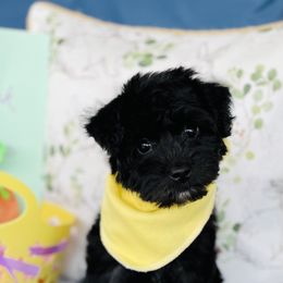 Goldendoodle Puppies from Thompson Creek Doodles