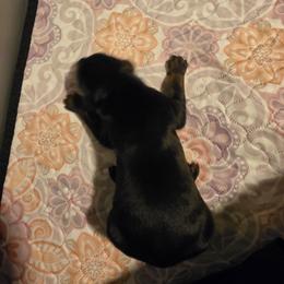 Black boy 1 - Black and rust male Doberman Pinscher puppy in New River, Arizona from Desert Mountain Dobermans