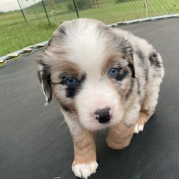 Australian Shepherd Puppies from Stockton Family Farm