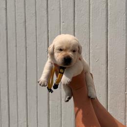 Yellow - Yellow female Labrador Retriever puppy in At Henry, Ohio from Hickory Creek Labs