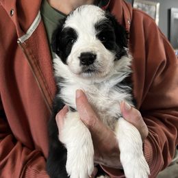 Boy 2 - Black male Border Collie puppy in Memphis, New York from Dual Traxx Border Collies