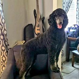 Phoebe - Poodle