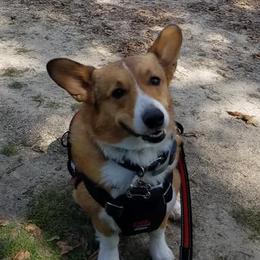 Pembroke Welsh Corgis from Kathy Ulrichs Pembroke Welsh Corgi