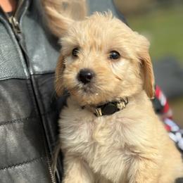 Ladybug - Cream female Goldendoodle puppy in Ambrose, Georgia from Brandilyn's Aussies