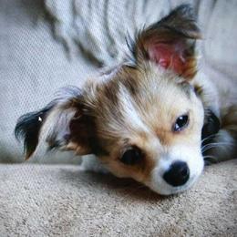 Chihuahua Puppies from Nora's Chihuahua Family