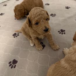 Female 1 - Buff female Cockapoo puppy in Dahlonega, Georgia from Loveable Cockapoos