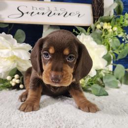 Arya - Brown white and tan female Beagle puppy in Pottersville, Missouri from Lovan's Spring Creek Kennel