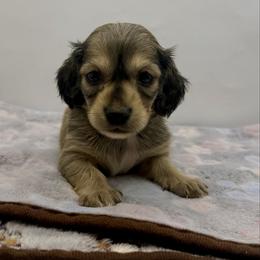 Boy 2  ONLY FILL OUT AN APPLICATION IF SERIOUS - Cream male Dachshund puppy in Wisconsin from Sabe and Shabe’s Doxies