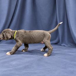 Jason - Blue male Great Dane puppy in Montgomery, Texas from KD Sweet Southern Danes