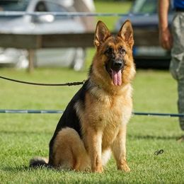 Bonnie - German Shepherd