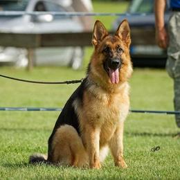 Bonnie - German Shepherd