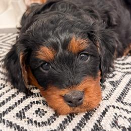 Dragon - Black and tan male Cavapoo puppy in Idaho Falls, Idaho from Freckle Paw Family