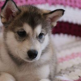 Alaskan Malamute Puppies from ArctiCircle Alaskan Malamutes