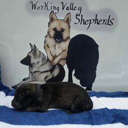 Dark Blue Collar - Sable male German Shepherd puppy in Cadet, Missouri from Working Valley Shepherds