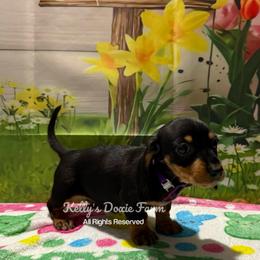 Black and Tan Possible Smooth Coat Purple Collar - Black and tan female Dachshund puppy in Cleveland, Tennessee from Kelly's Doxie Farm