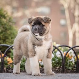 Akita Puppies from Gonza Akitas