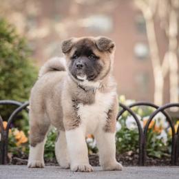 Akita Puppies from Gonza Akitas