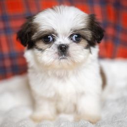 Monet - Black gold and white male Shih Tzu puppy in Montrose, Colorado from Nana's Happy Pups