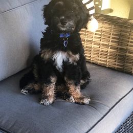 Goldendoodle and Bearded Retriever Puppies from Emma Lee Doodles