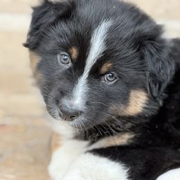 Solo - Black tri-color male Australian Shepherd puppy in Franktown, Colorado from Double NB Livestock LLC