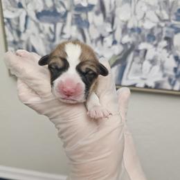 Enzo - Red male Pembroke Welsh Corgi puppy in Tomball, Texas from Larsen Loved Corgis