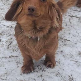 Savanna - Dachshund