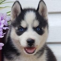 Siberian Huskies from Case's Canines