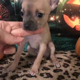 Baby - Blue fawn female Chihuahua puppy in Mesa, Arizona from Sun Valley Chihuahuas & Malinois