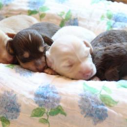 Boy 4 - Cream male Dachshund puppy in Laurel, Mississippi from Kissinger Dachshunds