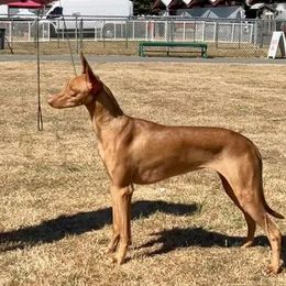 Echo - Pharaoh Hound