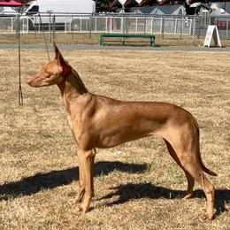 Echo - Pharaoh Hound