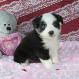 Midnight - Miniature Australian Shepherd puppy from Big Coon Little Aussies