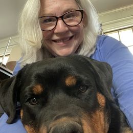 Rottweiler All Grown Up from Sweetgum Farm