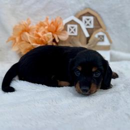 Braylee - Black and tan female Dachshund puppy in Colbert, Oklahoma from Brooke Crenshaw