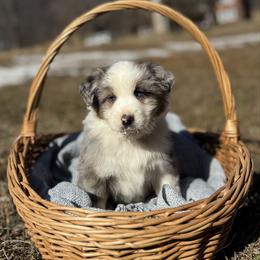 Blue Merle Male 1 - Blue merle male Miniature Australian Shepherd puppy in Stuart, Virginia from Apple Tree Mini Aussies