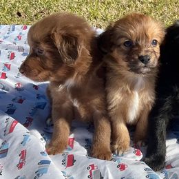 Aussiedoodles, Australian Shepherds, and Havapoos from Pawfectly Aussies