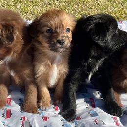 Aussiedoodles, Australian Shepherds, and Havapoos from Pawfectly Aussies