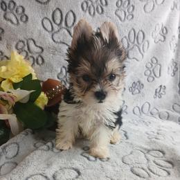 King Arctotis - Parti male Yorkshire Terrier puppy in Humble, Texas from Marnax Yorkshire Babies