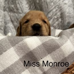 Girl 1 - Golden Retriever puppy in Spokane Valley, Washington from Golden Beginnings