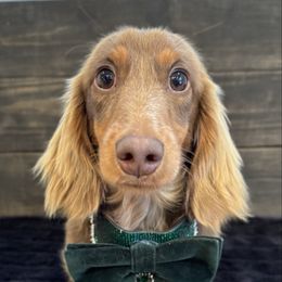 Aleks - Dachshund