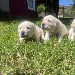 Labrador Retriever Puppies from Snowpeak English Labradors