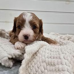 Duke - Red male Cavapoo puppy in Fordland, Missouri from K&K's Puppy Kingdom