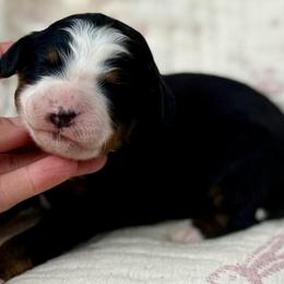 Mint (green collar) - Tri-color male Bernedoodle puppy in Colorado Springs, Colorado from Mercy Mountain Bernedoodles