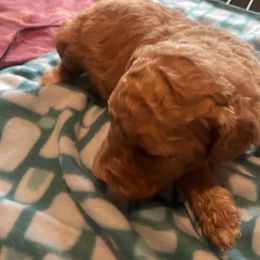 Nemo - Apricot Goldendoodle puppy in Edmond, Oklahoma from Oodles of Doodles and Poodles