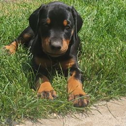 Doberman Pinscher puppies from Steel Haus Dobermans