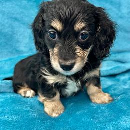 Asparagus - Black and cream male Dachshund puppy in Memphis, Tennessee from River City Doxies