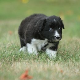 Border Collie puppies from Midnight Border Collies