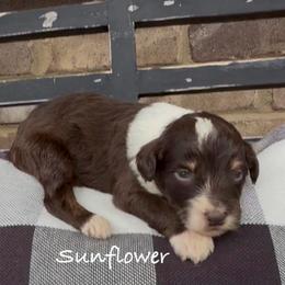 Sunflower - Brown and white female Aussiedoodle puppy in Cartersville, Georgia from Simply Blessed Doodles
